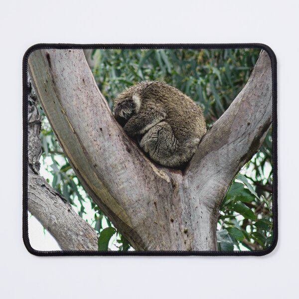 Item preview, Gentle peace: Koala in the eucalyptus tree - Exclusive photo print Australia designed and sold by TRex-Landscapes.
