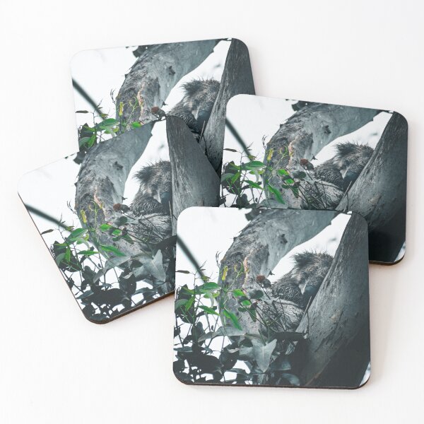Item preview, Hidden koala cub in its natural habitat - Exclusive photo print designed and sold by TRex-Landscapes.