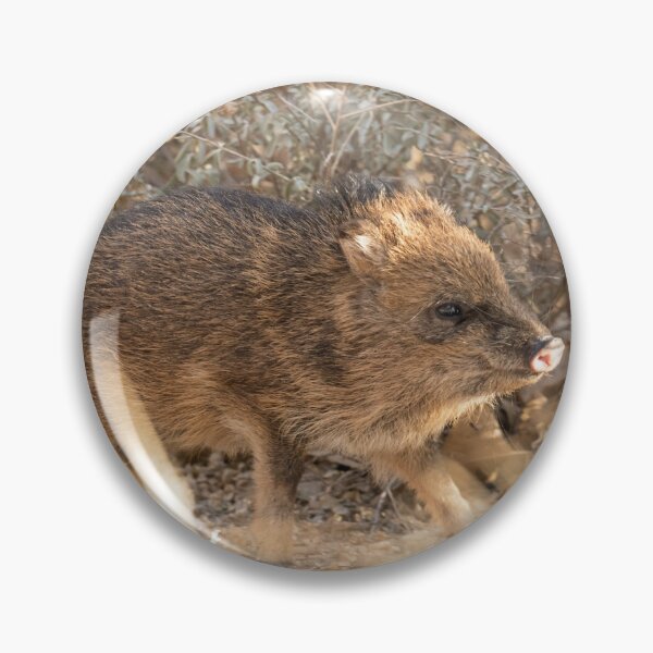 Item preview, Little Javelina designed and sold by DWMMPhotography.