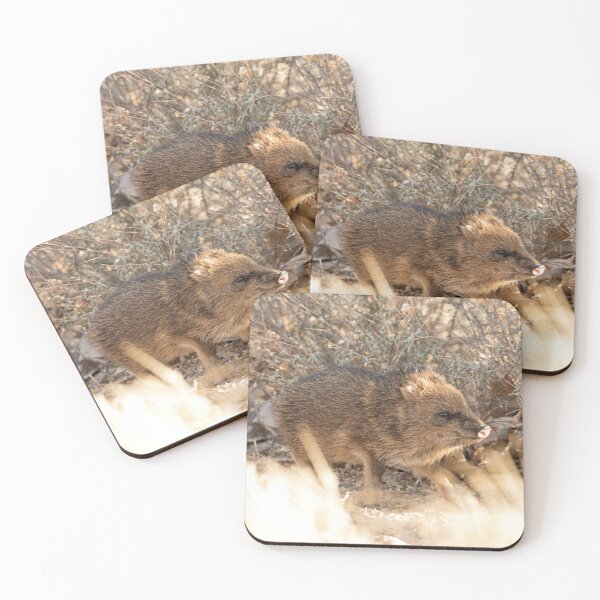 Item preview, Little Javelina designed and sold by DWMMPhotography.