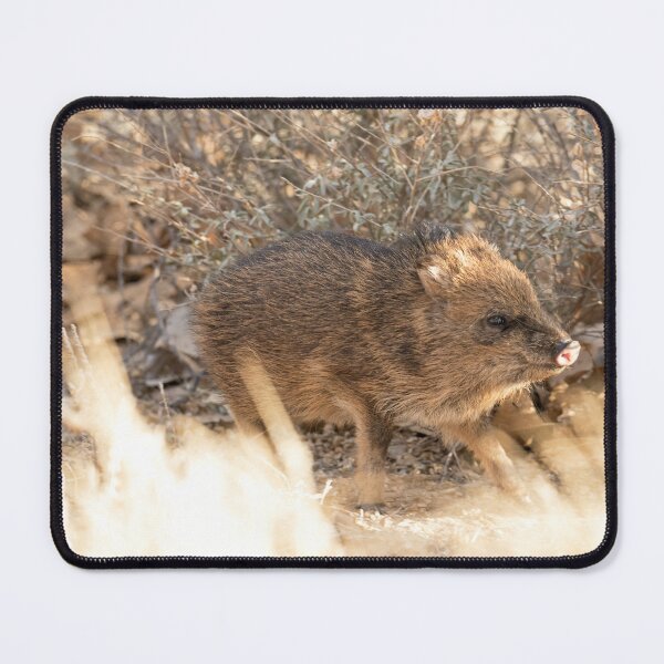 Item preview, Little Javelina designed and sold by DWMMPhotography.