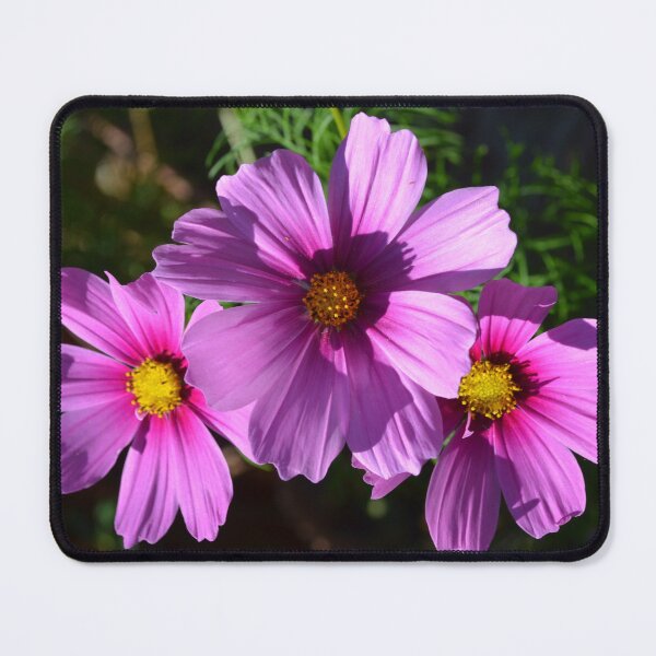 Item preview, A Trio of Cosmos Flowers designed and sold by Paula Betz.