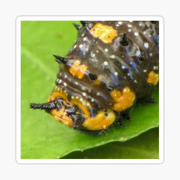 Caterpillar Head Sticker