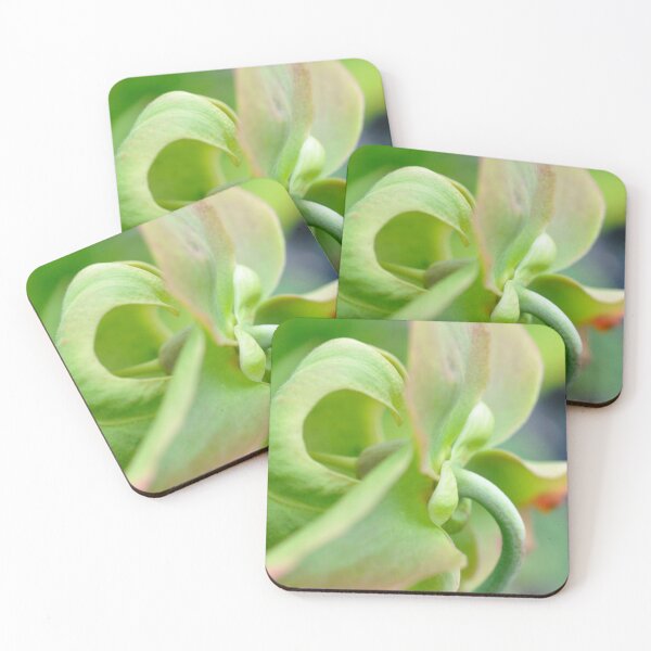 Item preview, Fresh Morning in Mint Green - Pitcher Plant - Original Fine Art Botanical Photography designed and sold by SageFolio.
