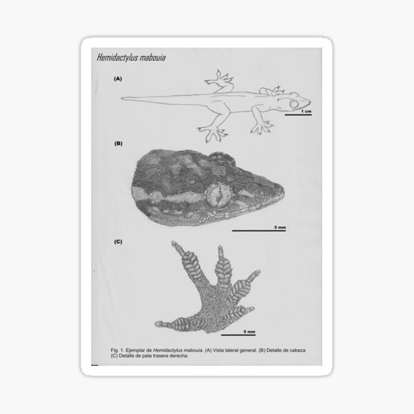 Item preview, Sheet of Hemidactylus mabouia designed and sold by J-Edgard.