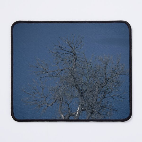 Item preview, Life cycles of nature: Artistic photo print of a bare tree at Mount Gambier Blue Lake designed and sold by TRex-Landscapes.