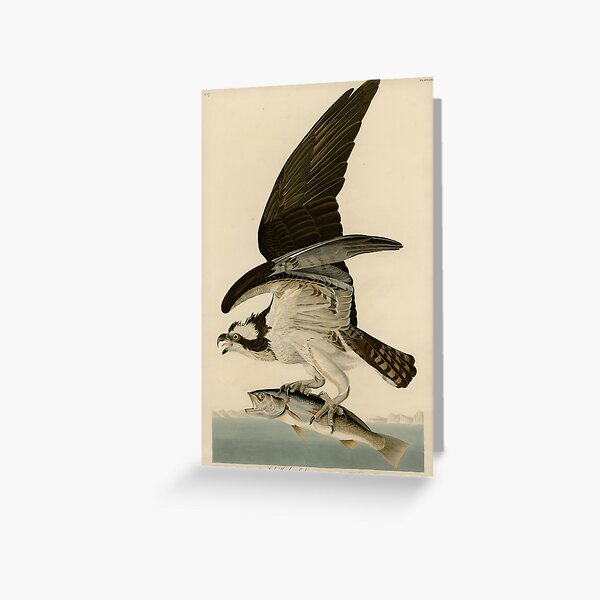 Item preview, Vintage Osprey Catching a Fish Illustration (1838) designed and sold by BravuraMedia.