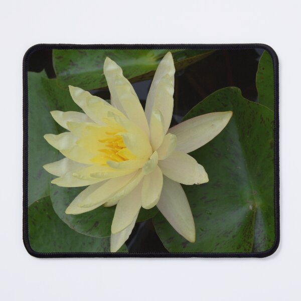 Item preview, Light Yellow Water Lily designed and sold by Paula Betz.