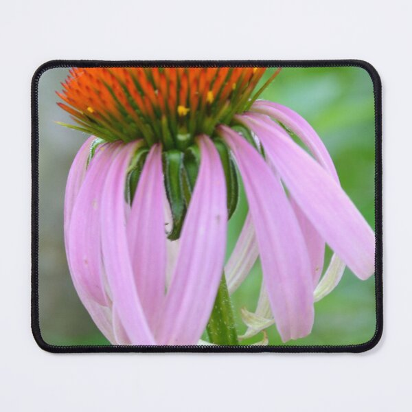 Item preview, Purple Echinacea Flower designed and sold by Paula Betz.