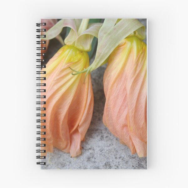 Item preview, Missouri Primrose Flowers designed and sold by Paula Betz.