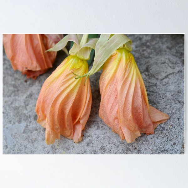 Item preview, Missouri Primrose Flowers designed and sold by Paula Betz.