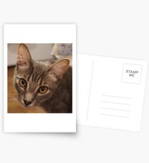 Ozzy le chaton Cartes postales