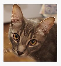 Ozzy le chaton Impression photo