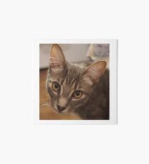 Ozzy the kitten Art Board