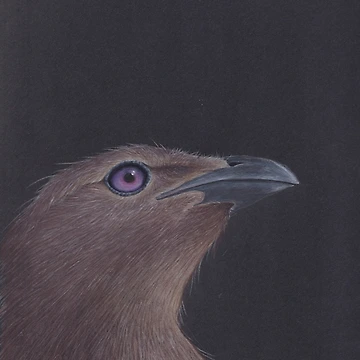 Artwork thumbnail, Bowerbird by Laura Hillman
