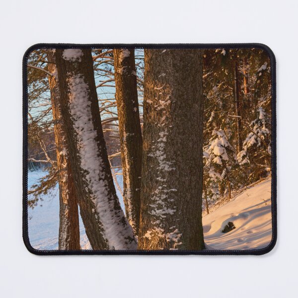 Item preview, Pines. Last morning of 2023  number 15 designed and sold by Jouko Lehto Photography.