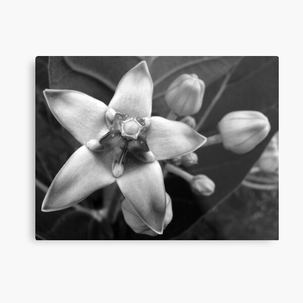 Giant Milkweed B&W Metal Print