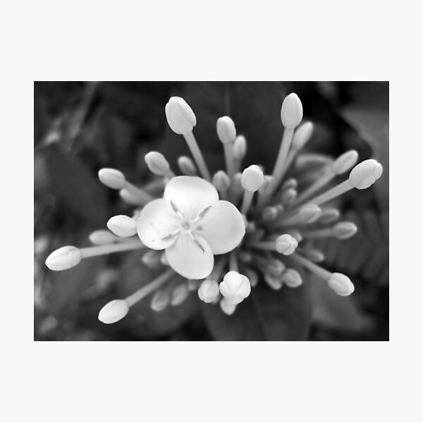 Tropical Flowers B&W Photographic Print