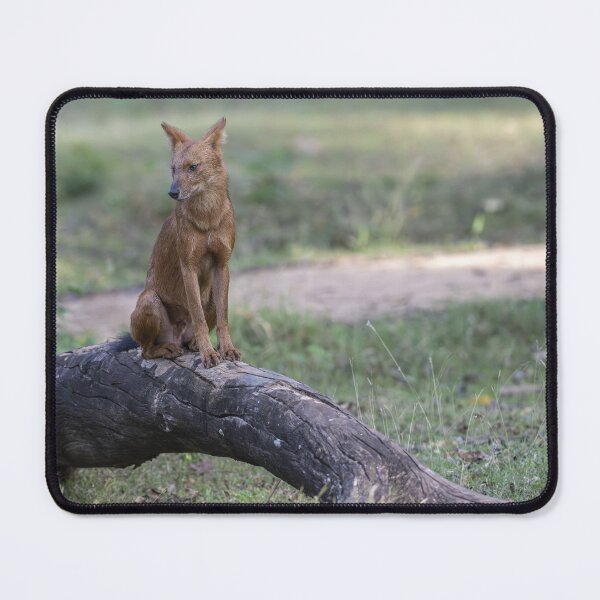 Item preview, Dhole designed and sold by Puttaswamy Ravishankar.