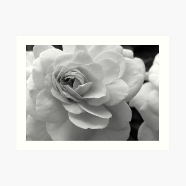Rose B&W Art Print