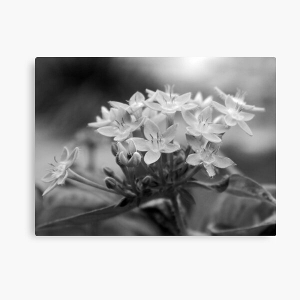 Pentas B&W Canvas Print