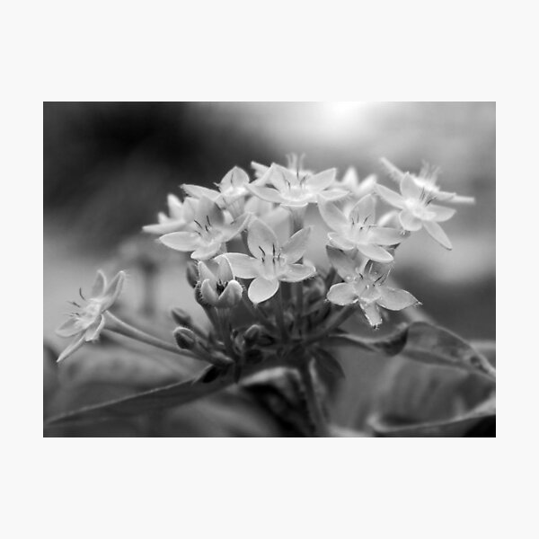 Pentas B&W Photographic Print