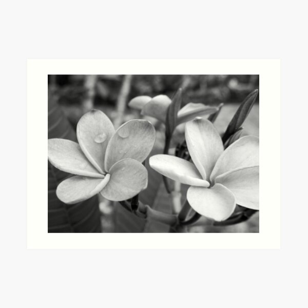 Drops on Frangipani B&W Art Print