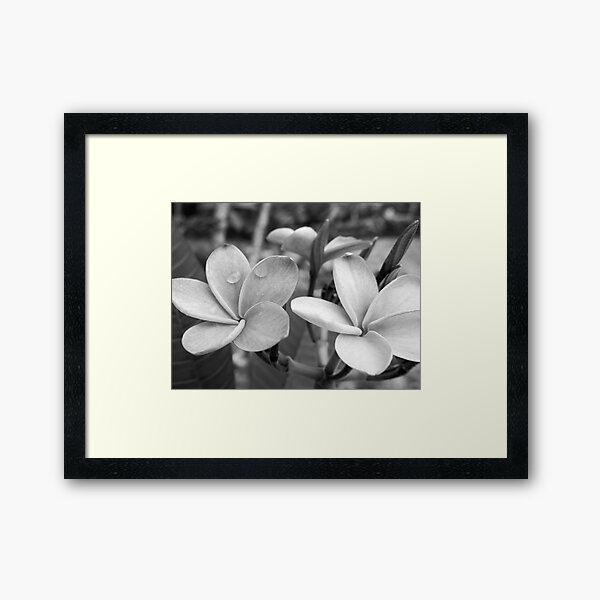 Drops on Frangipani B&W Framed Art Print