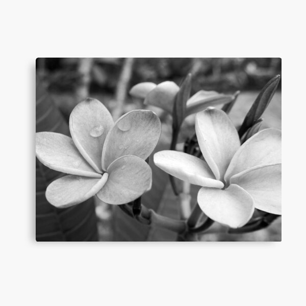 Drops on Frangipani B&W Canvas Print