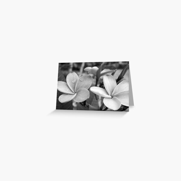 Drops on Frangipani B&W Greeting Card