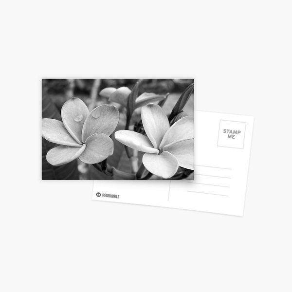 Drops on Frangipani B&W Postcard