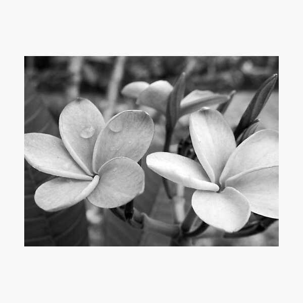 Drops on Frangipani B&W Photographic Print