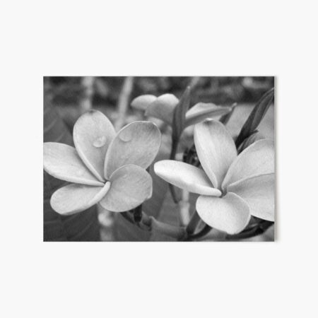 Drops on Frangipani B&W Art Board Print