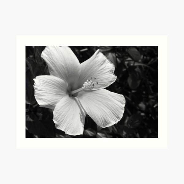 Hibiscus - B&W 2 Art Print