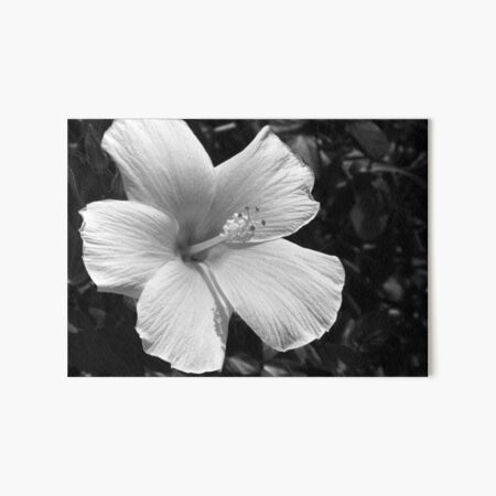 Hibiscus - B&W 2 Art Board Print