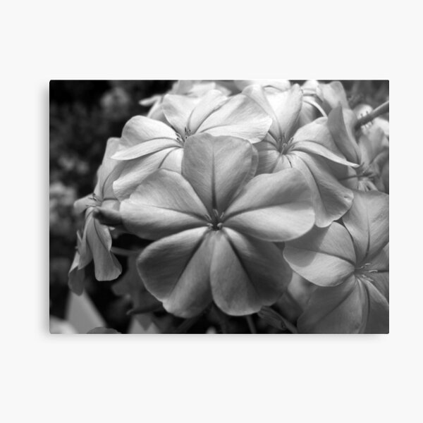Purple Plumbago - B&W Metal Print