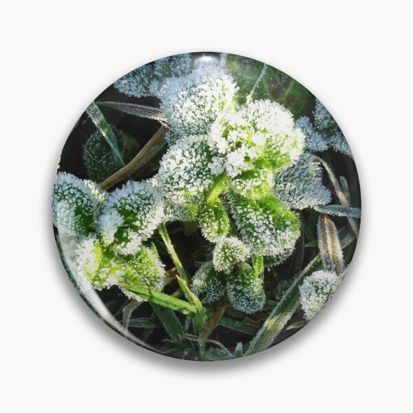 Item preview, Chilly Plant designed and sold by Stephen Peters Burry Port.