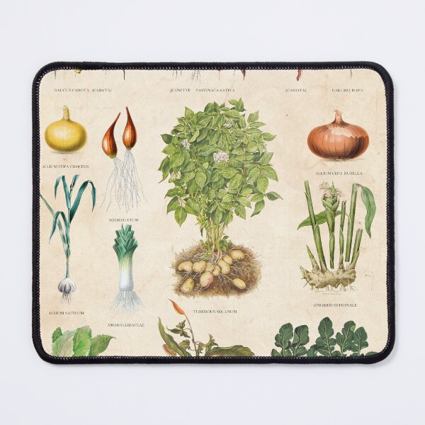Item preview, Vintage botanical print root vegetable chart designed and sold by Creative Spectator.