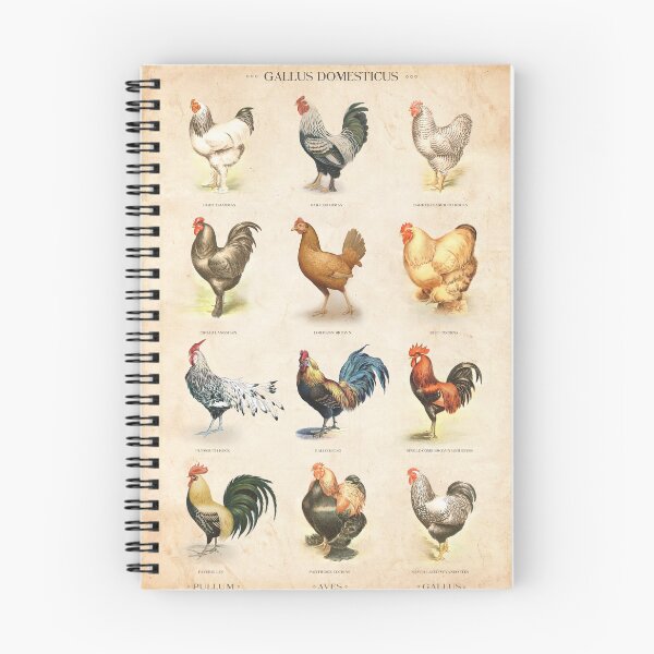 Item preview, Vintage chicken breed chart designed and sold by Creative Spectator.