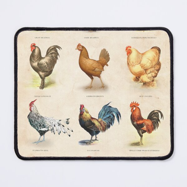 Item preview, Vintage chicken breed chart designed and sold by Creative Spectator.