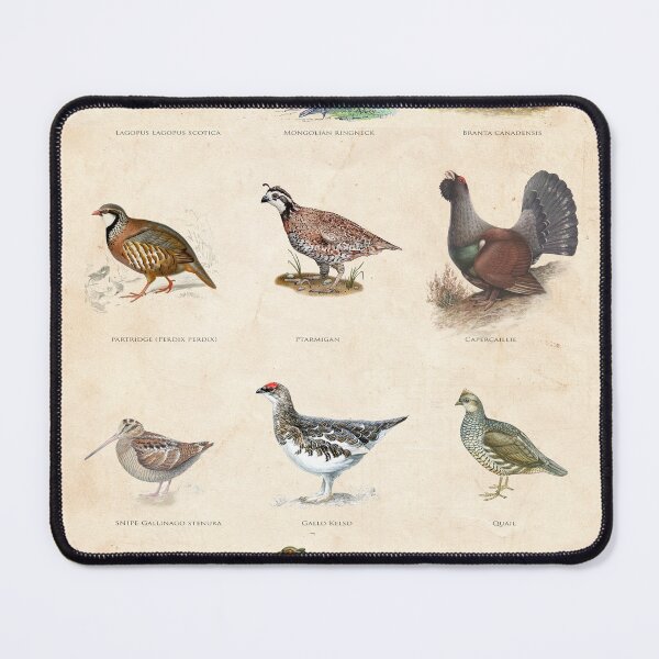 Item preview, Vintage game bird chart designed and sold by Creative Spectator.