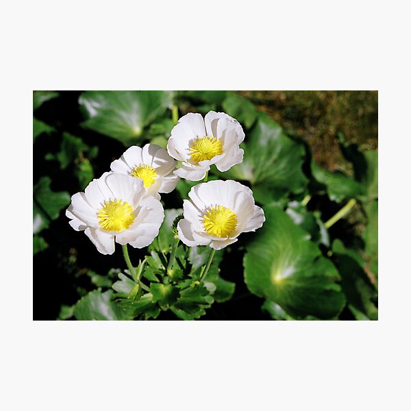 Mount Cook Lilies Photographic Print