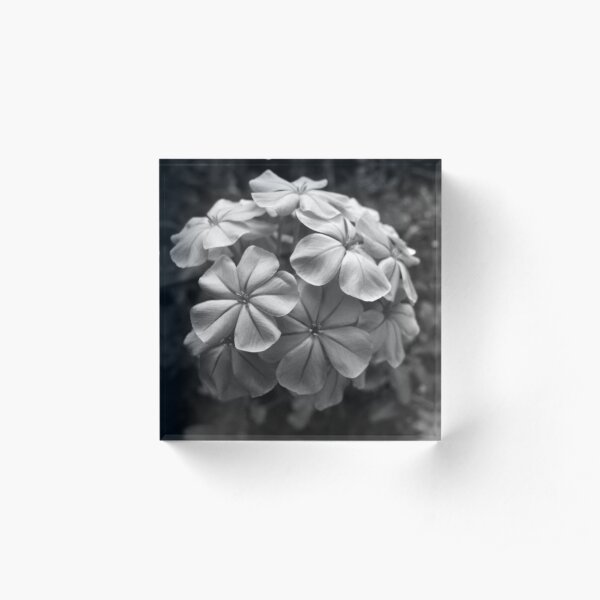 Plumbago II B&W Acrylic Block