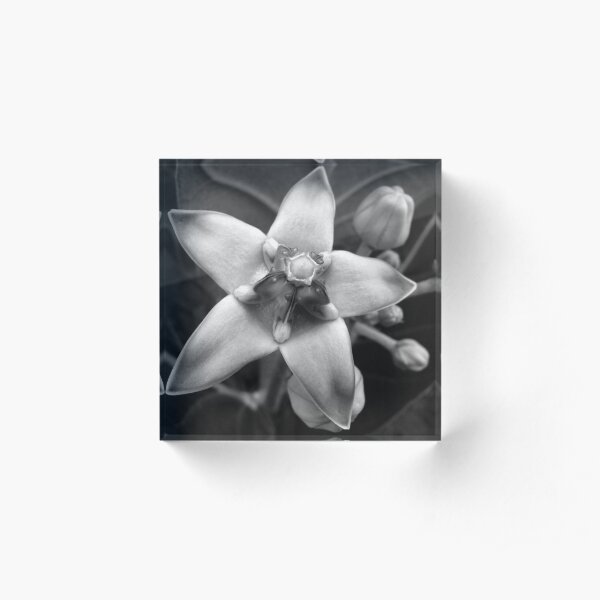Giant Milkweed B&W Acrylic Block