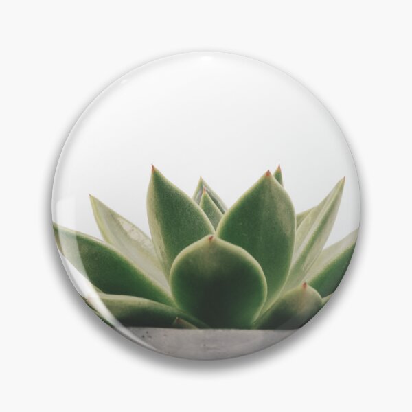 Artikelvorschau, Echeveria Sukkulenten wachsen entworfen und verkauft von erkabees.