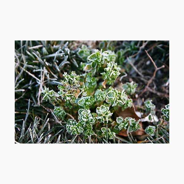 Morning Frost Photographic Print