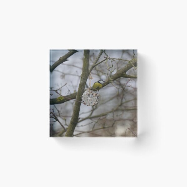 Item preview, Blue tit in winter designed and sold by Binas-gallery.