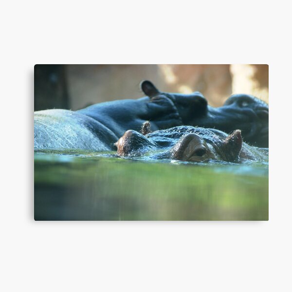 Hippo Pair Canvas Print