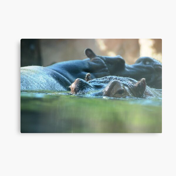 Hippo Pair Metal Print