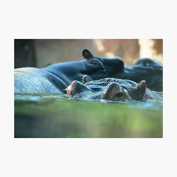 Hippo Pair Photographic Print